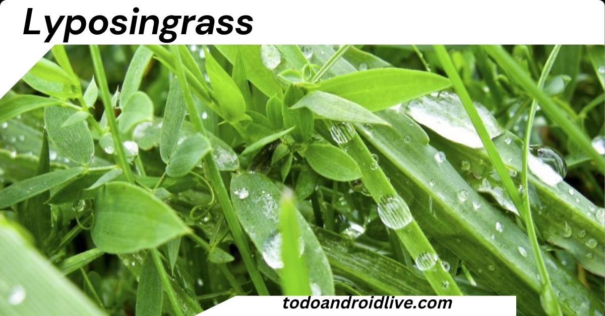 Lyposingrass